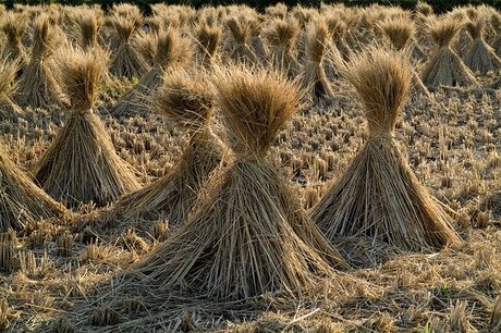 Straw-230112_640