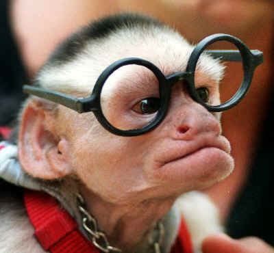 Monkey_nerd_with_glasses